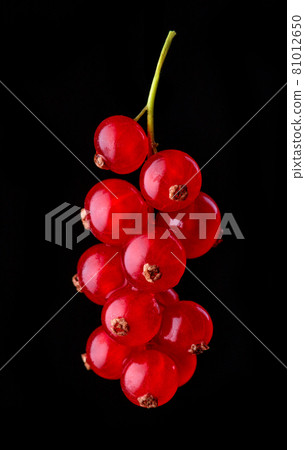 fresh redcurrant berries fresh redcurrant berries 81012650