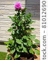 Dahlia potted plant in full bloom [Overall vertical] 81012690