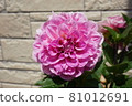 Dahlia in full bloom in the garden [upside] 81012691