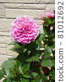 Dahlia in full bloom in the garden [vertical] 81012692