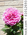 Dahlia in full bloom in the garden [vertical up] 81012693