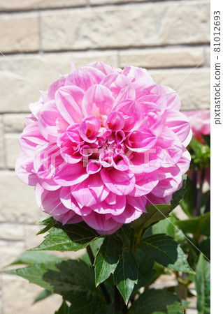 Dahlia in full bloom in the garden [vertical up] 81012693