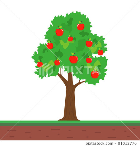 small tree with apple fruits. fruitful apple tree in the garden. 81012776
