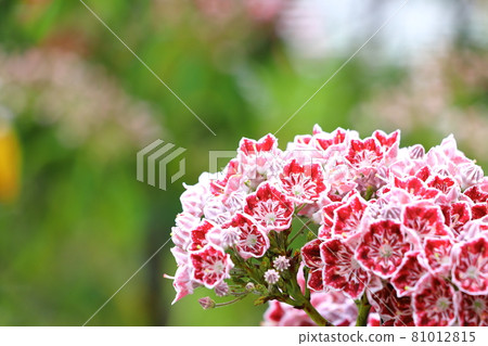 武藏小杉站附近的 Kalmia 武藏小杉站附近的 Kalmia 81012815