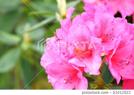 武藏小杉站附近的杜鵑花 81012822