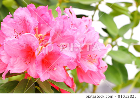 武藏小杉站附近的杜鵑花 81012823