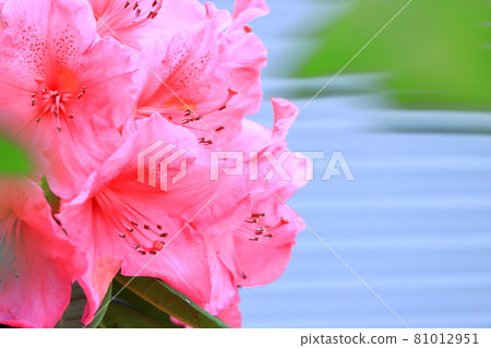 武藏小杉站附近的杜鵑花 武藏小杉站附近的杜鵑花 81012951