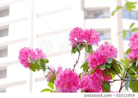 武藏小杉站附近的杜鵑花 武藏小杉站附近的杜鵑花 81012959