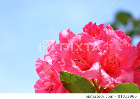 武藏小杉站附近的杜鵑花 武藏小杉站附近的杜鵑花 81012960