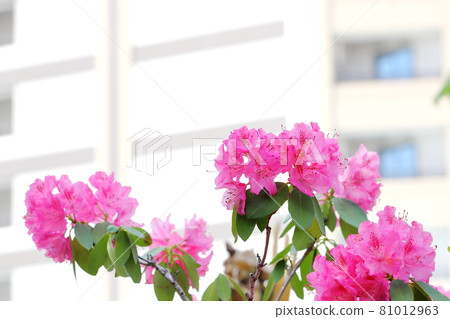 Rhododendron up around Musashi-Kosugi Station Rhododendron up around Musashi-Kosugi Station 81012963