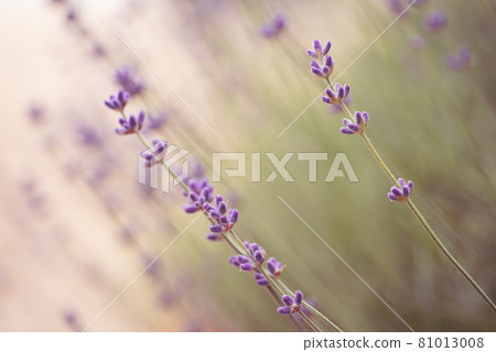 Lavender beautiful flowers Lavender beautiful flowers 81013008
