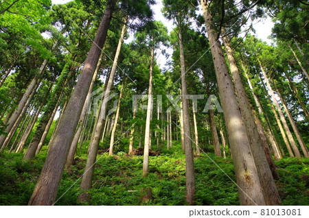 Cedar forest 81013081