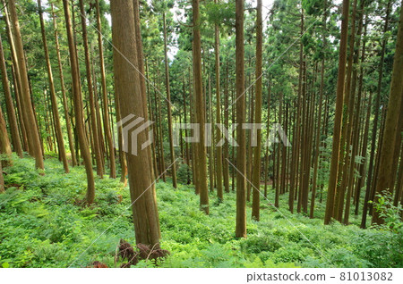 Cedar forest 81013082