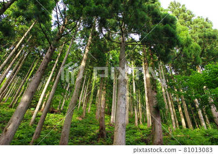 Cedar forest Cedar forest 81013083