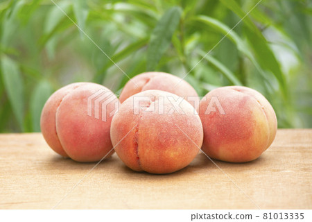 日本桃子 81013335