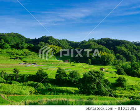 [Ultra-high resolution shooting] Rice terraces in Asuka Village 81013392