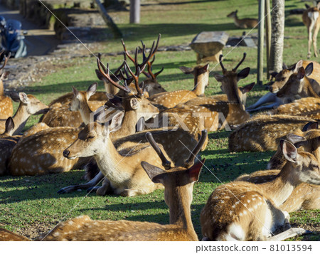[Nara Park] A flock of deer relaxing at the foot of Mt. Wakakusa 81013594