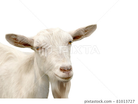Portrait of a white hornless dairy goat with orange eyes Portrait of a white hornless dairy goat with orange eyes 81013727
