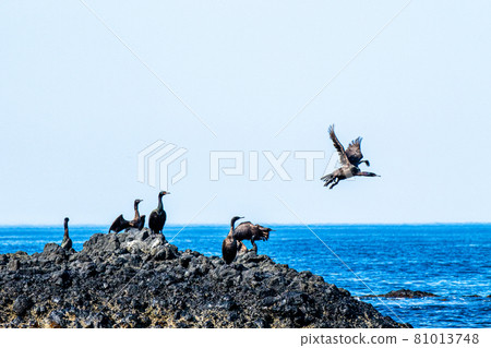 Strange rocks and seabirds on the Shiretoko Peninsula, Rausu-cho, Hokkaido Strange rocks and seabirds on the Shiretoko Peninsula, Rausu-cho, Hokkaido 81013748