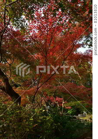 Komaki Komingoji秋葉 81013810