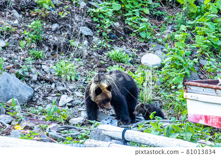 Brown bears living on the Shiretoko Peninsula in Rausu, Hokkaido 81013834