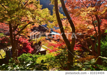 Autumn Kamakura Chojuji Temple Autumn Kamakura Chojuji Temple 81014404