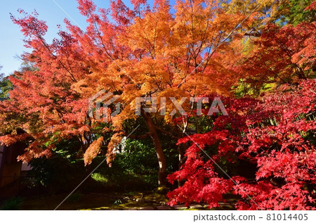 秋天的鎌倉長住寺 81014405