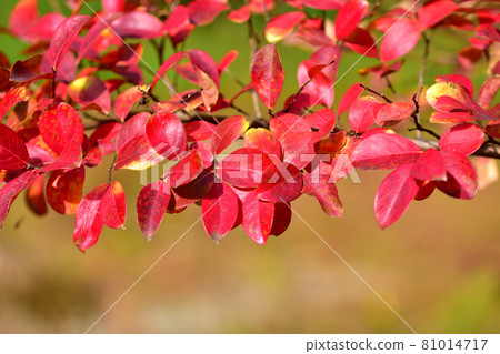 衛矛葉子變成鮮紅色 81014717