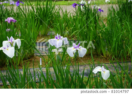 Motsuji Temple Ayame Festival 81014797