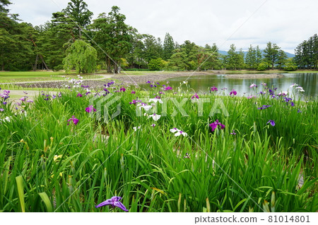 Motsuji Temple Ayame Festival Motsuji Temple Ayame Festival 81014801