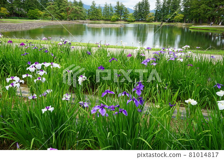 Motsuji Temple Ayame Festival Motsuji Temple Ayame Festival 81014817