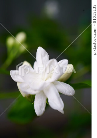 2022 Arabian Jasmine 81015135