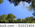 Looking up at the blue sky from among the green trees 81015404