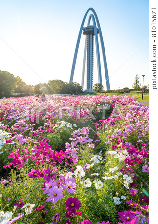 Observation Tower Twin Arch 138 and Cosmos in Kiso Sansen National Government Park, Ichinomiya City, Aichi Prefecture 81015671