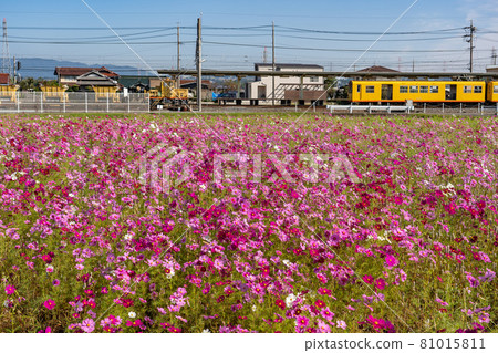 Cosmos field in Toin Town, Mie Prefecture and the yellow train at Toin Station Cosmos field in Toin Town, Mie Prefecture and the yellow train at Toin Station 81015811