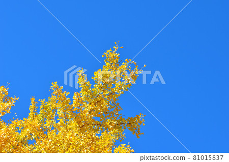 大池公園的巨型黃銀杏樹 81015837