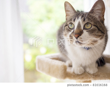 窗邊貓塔上的貓 81016168