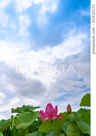 愛知縣相西市森川花葉粉紅花蓮 81016172