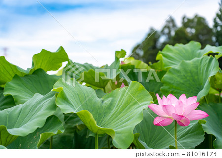 愛知縣相西市森川花葉粉紅花蓮 81016173