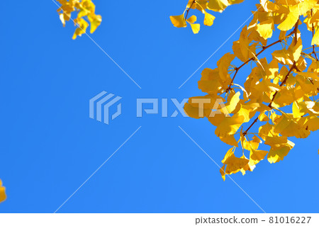 大池公園的巨型黃銀杏樹 大池公園的巨型黃銀杏樹 81016227