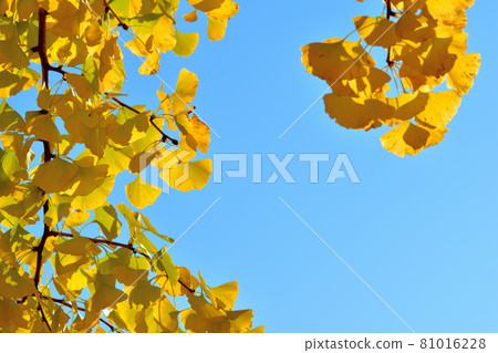 大池公園的巨型黃銀杏樹 大池公園的巨型黃銀杏樹 81016228