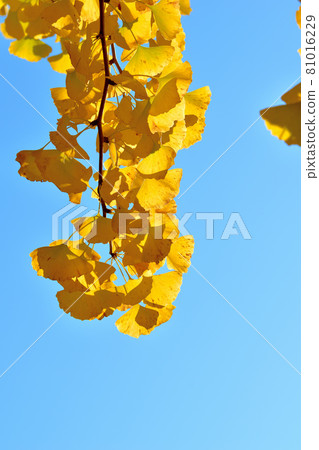 Giant yellow ginkgo tree in Oike Park Giant yellow ginkgo tree in Oike Park 81016229