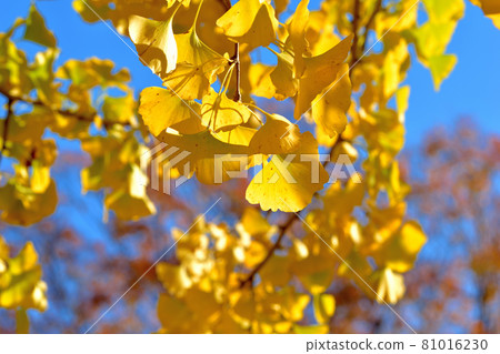 大池公園的巨型黃銀杏樹 81016230