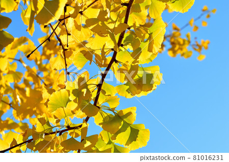 大池公園的巨型黃銀杏樹 81016231