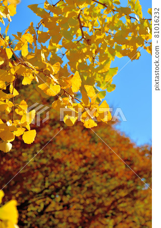 大池公園的巨型黃銀杏樹 81016232