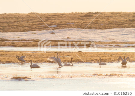 Beautiful morning landscape with a flock of wild white swans (Cygnus) in the tundra. Beautiful morning landscape with a flock of wild white swans (Cygnus) in the tundra. 81016250