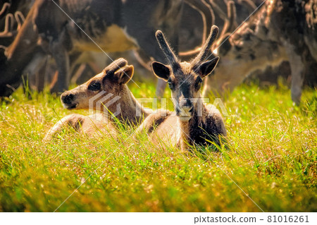 Two young reindeer in the grass against the background of the herd. Chukotka, Russia. 81016261