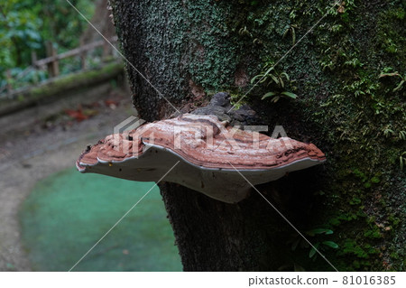 Discovered Polyporaceae 81016385