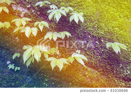 Moss and weeds on rock. Moss and weeds on rock. 81016686