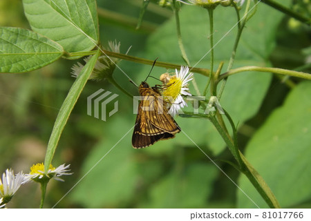 Thoressa varia sucking the honey of Himejoon Thoressa varia sucking the honey of Himejoon 81017766